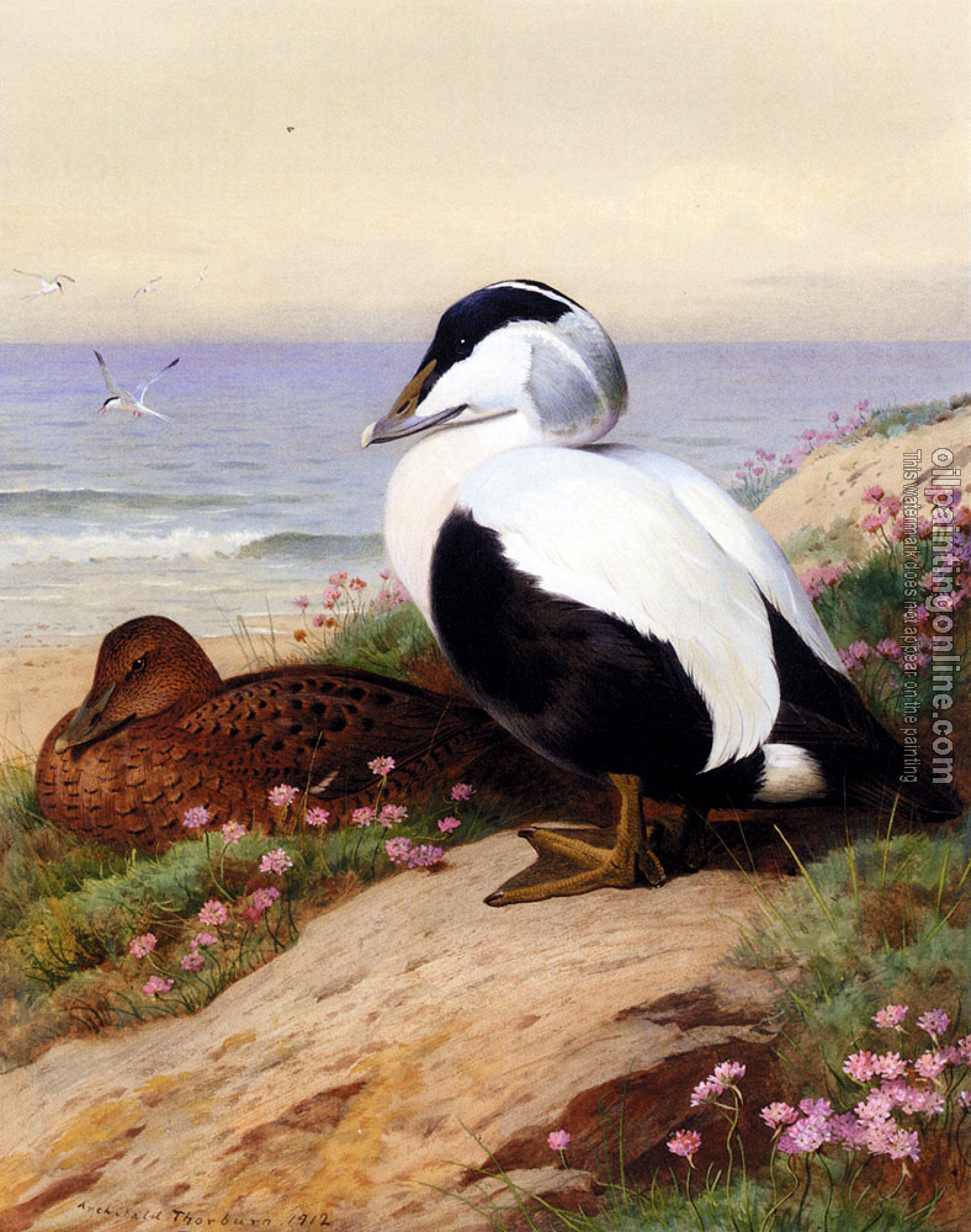 Thorburn, Archibald - Common Eider Ducks